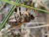 Apis mellifera